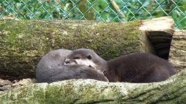 The otters have a rest at the Cornish Seal Sanctuary, Gweek